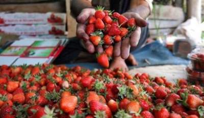 Ученые назвали фрукты, замедляющие старение кожи